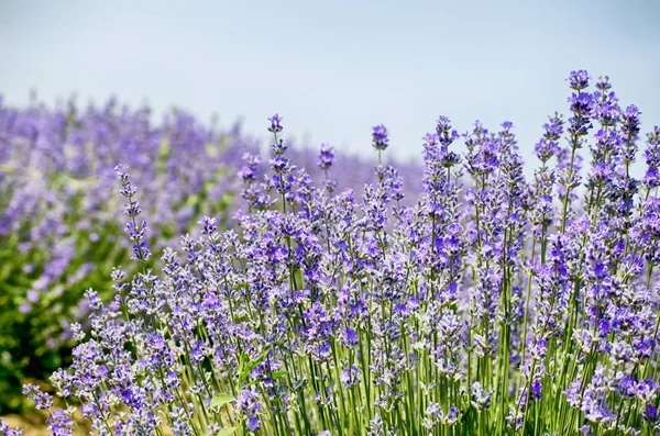 Zomerveld van lavendel — Stockfoto