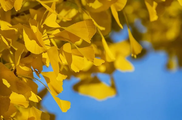 金色的秋天银杏叶 — 图库照片