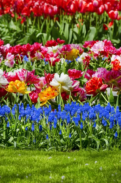 Tulip veld tuin — Stockfoto