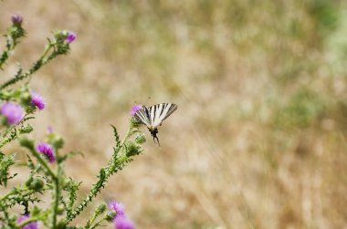 Kelebek Thistle çiçek