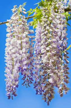 Salkımlar çiçeği üzerinde mavi gökyüzü