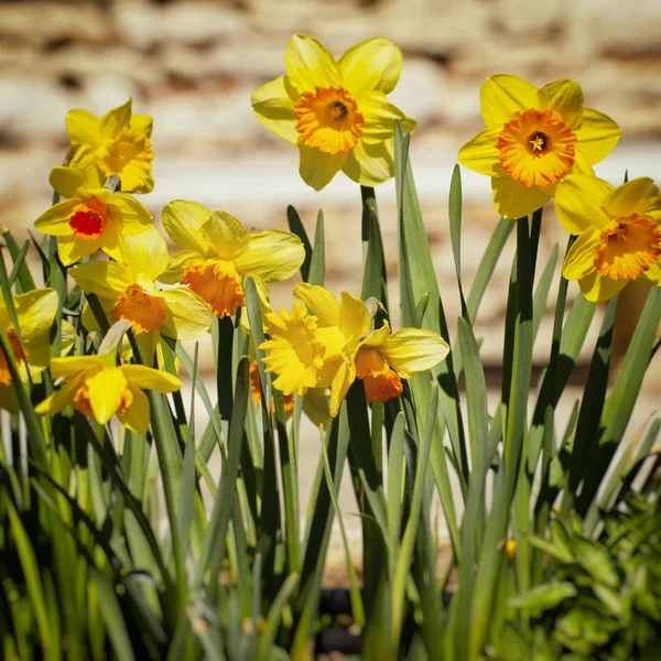 Tavaszi és nyári virág — Stock Fotó