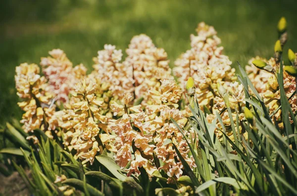 Frühling und Sommer Blume — Stockfoto