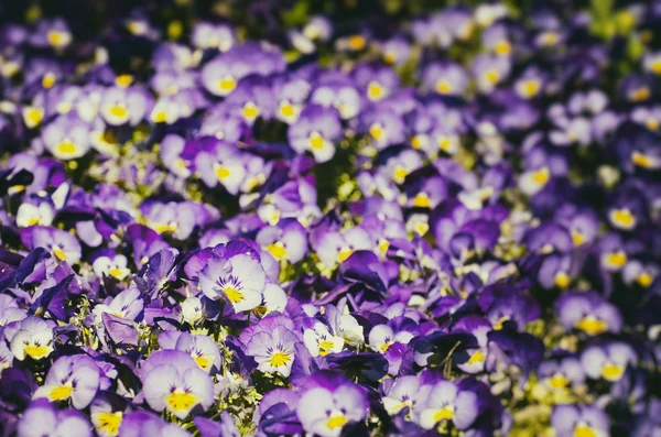 春と夏の花 — ストック写真