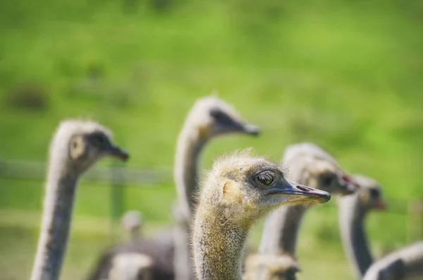 Ostrich Bird Farm — Stock Photo, Image