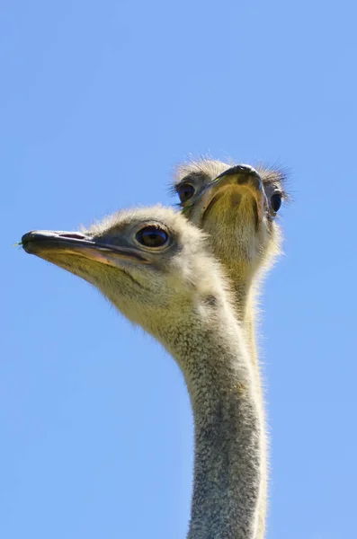 Ostrich Bird Farm — Stock Photo, Image