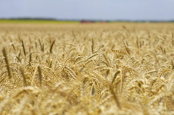 Campo di grano durante l'estate — Foto Stock