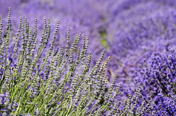 Paarse Lavendel veld — Stockfoto