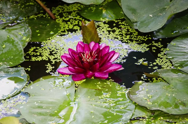 Rosa flor de lirio de agua — Foto de Stock