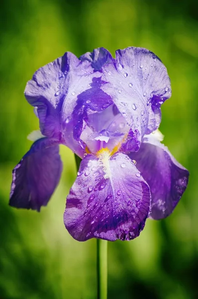 Květ fialový iris — Stock fotografie