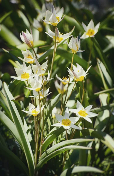Vår- och sommar blomma — Stockfoto
