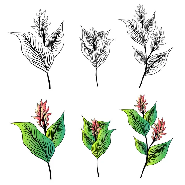 Kurkuma bloem getrokken Set — Stockvector