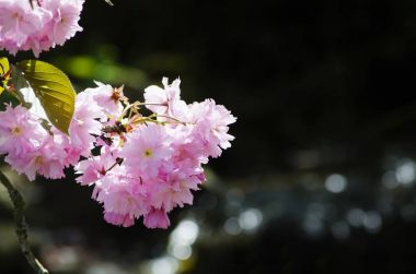 Prunus Serrula veya Japon çiçekli kiraz 