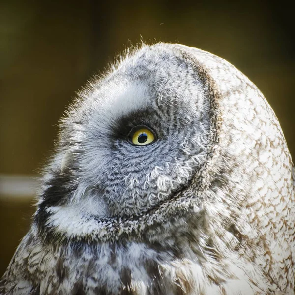 Stor grå uggla (Strix nebulosa)) — Stockfoto