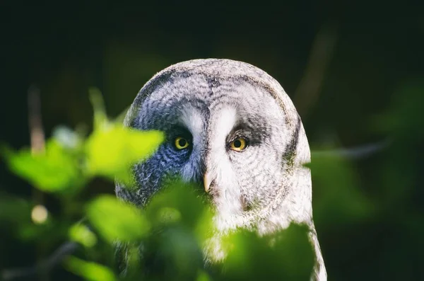 Stor grå uggla (Strix nebulosa)) — Stockfoto