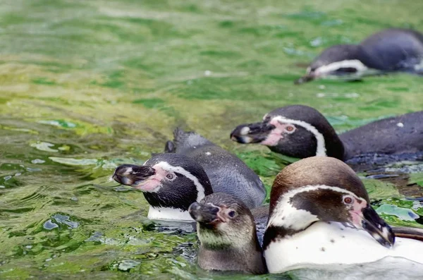 Pinguins in Water — ストック写真