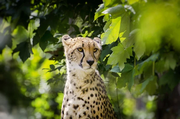 Cheetah portret w dzikiej przyrody — Zdjęcie stockowe