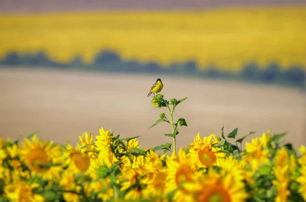 Мотацилла Флава на Sunflower — стоковое фото