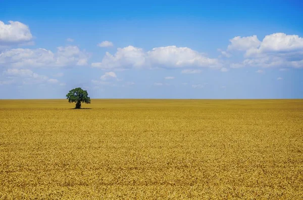 Buğday yaz alan — Stok fotoğraf