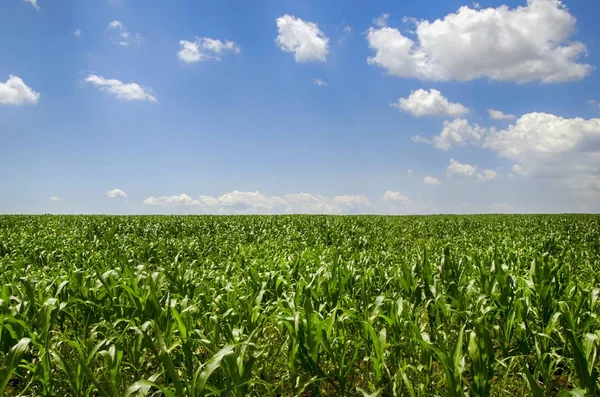 Campo di mais verde — Foto Stock