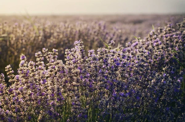 Ochtend Lavendel veld — Stockfoto