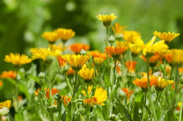 Brillante flor de primavera de caléndula Flores —  Fotos de Stock