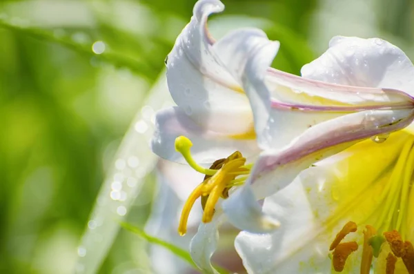 Vit Lilja blomma — Stockfoto