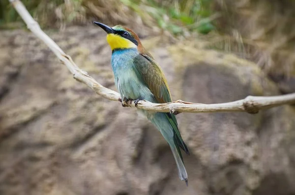 蜜蜂在自然背景食 (Merops apiaster) — 图库照片#