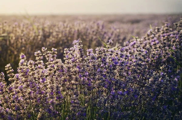 Morning Lavender Field Stock Photo