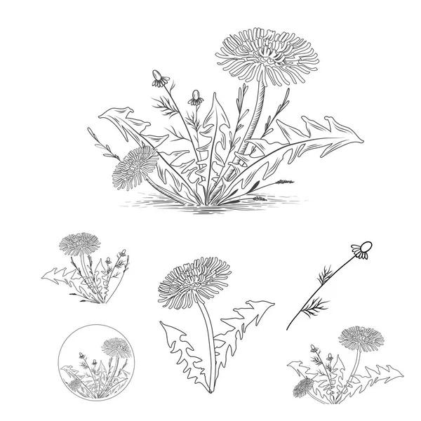 Dessin vintage de pissenlit et autres herbes ensemble — Image vectorielle