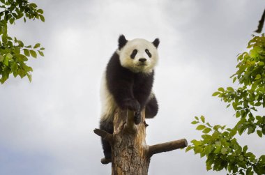 Ağaç, tek Panda
