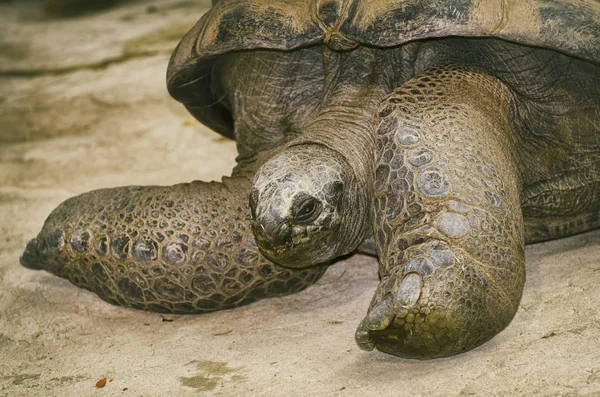 Vieja tortuga grande — Foto de Stock