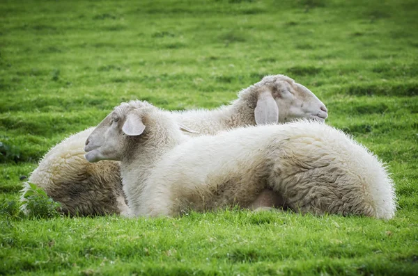 Ovelhas adormecidas — Fotografia de Stock