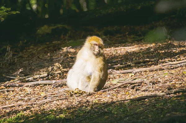 森の猿 — ストック写真