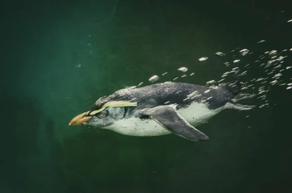 ペンギンは水中で — ストック写真