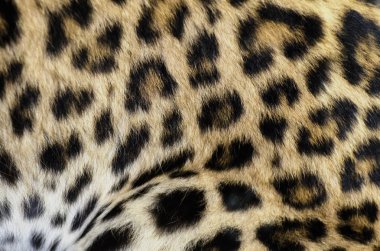 Leopar kürk uygunluğunu
