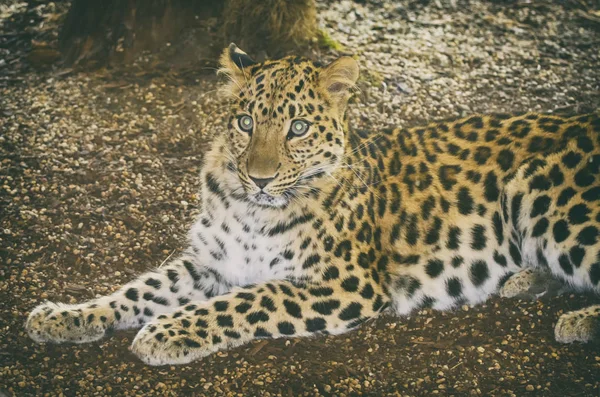 Leopardo único — Fotografia de Stock