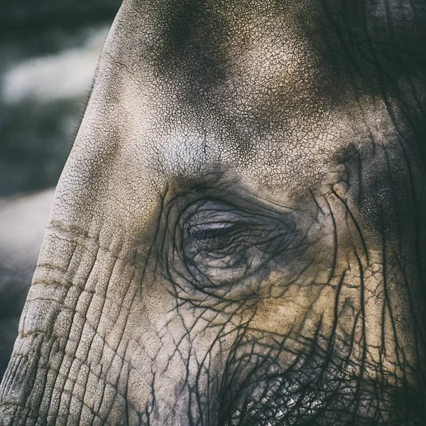 Elephant Eye Closeup Photo