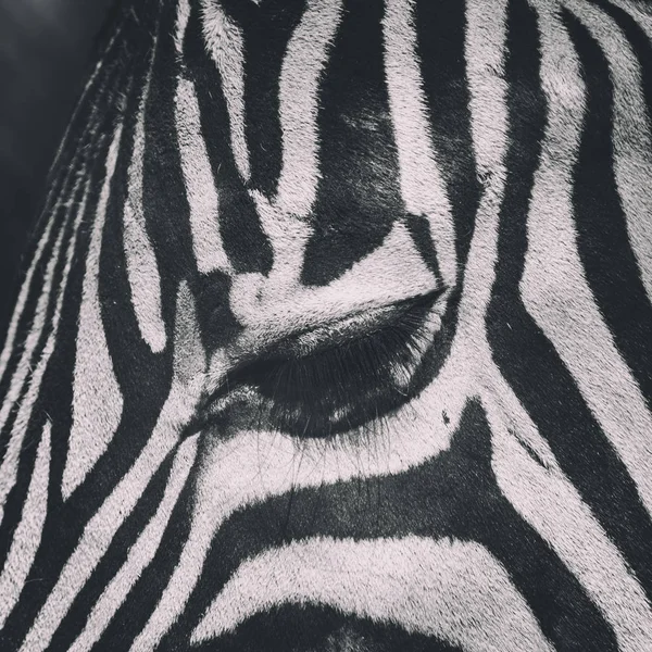 Zebraauge — Stockfoto