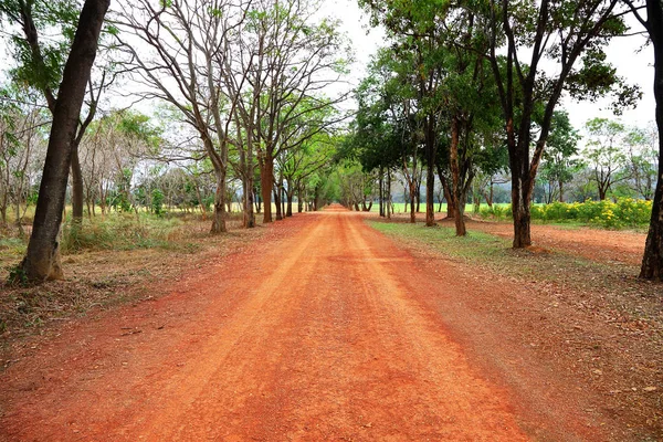 Camino rojo rural a la selva tropical escasa . — Foto de Stock