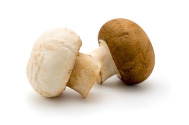champignon mantar beyaz
