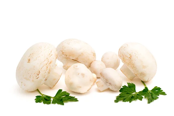 Белые грибы на белом — стоковое фото