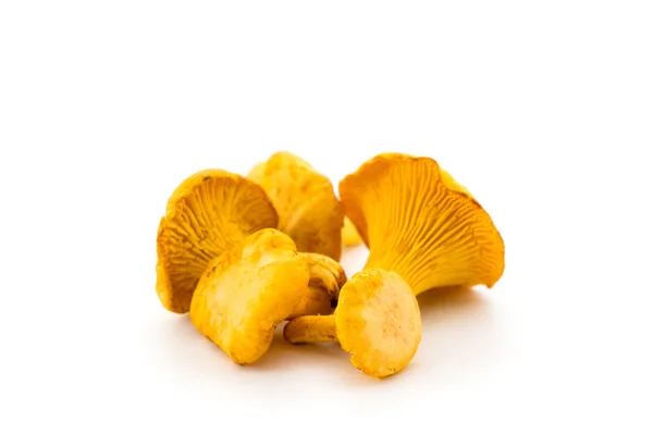 Chanterelle грибы на белом фоне — стоковое фото