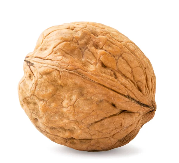 Ceviz rengi yakın plan beyaz arka plan. İzole edilmiş