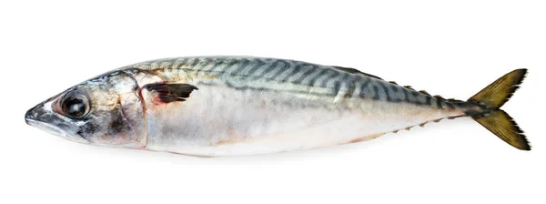 Fresh mackerel fish on a white background. The view of top. — Stock Photo, Image