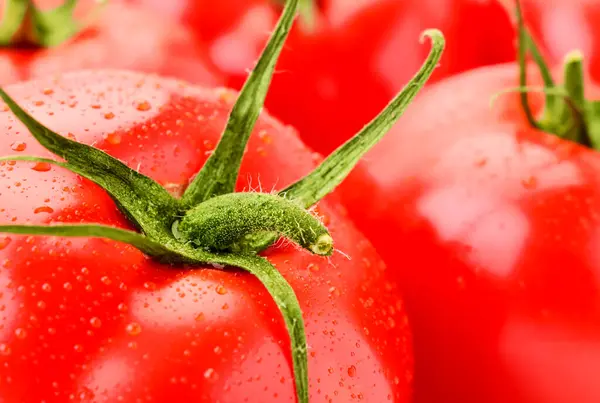 Tomates Mûres Avec Eau Gouttes Gros Plan Légumes Fond — Photo