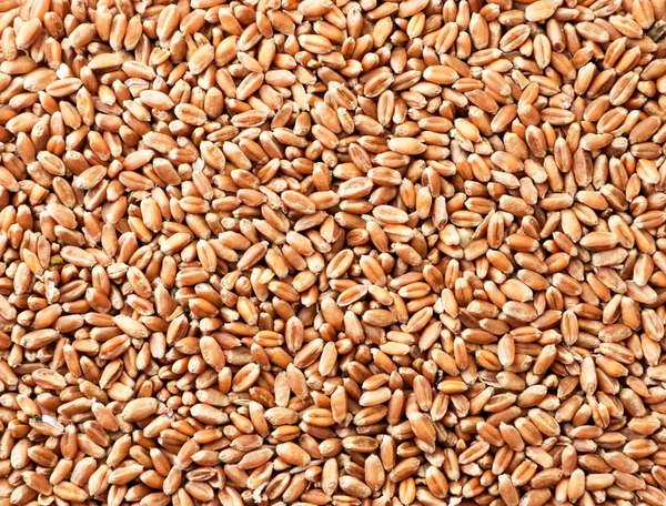 Grains Wheat Close Background View Top — Stock Photo, Image