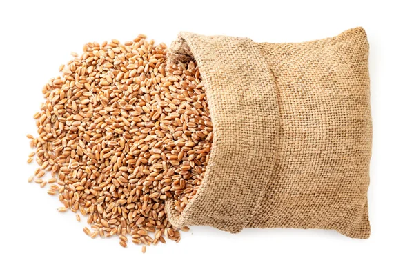 Зерно Пшеницы Вылилось Мешка Крупным Планом Изолированный Белом Фоне — стоковое фото
