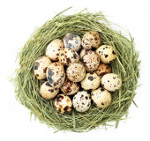 Hromada křepelčích vajec v hnízdě ze slámy na bílém pozadí. Pohled shora