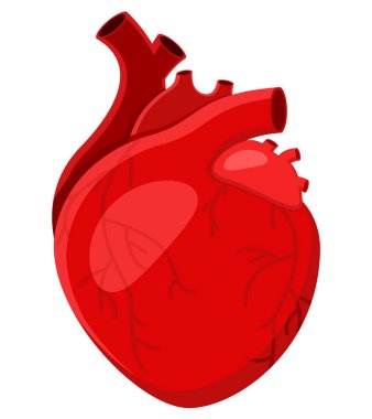 Gerçek insan kalbi beyaz bir arkaplanda kapanıyor.